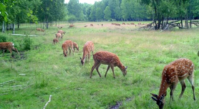 Уникальный мир животных Гомельского зоопарка и его роль в сохранении природы Уникальный мир животных Гомельского зоопарка и его роль в сохранении природы