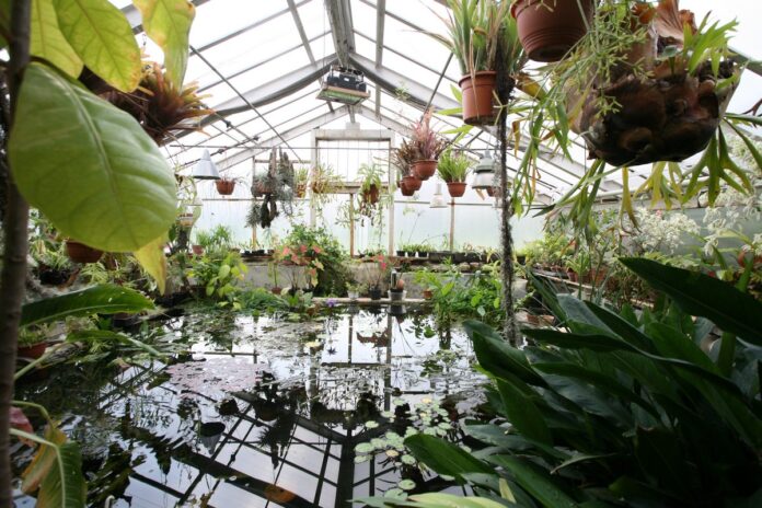 botanicheskij sad sankt peterburgskogo universiteta Ботанический сад Санкт-Петербургского университета - зелёное сокровище города