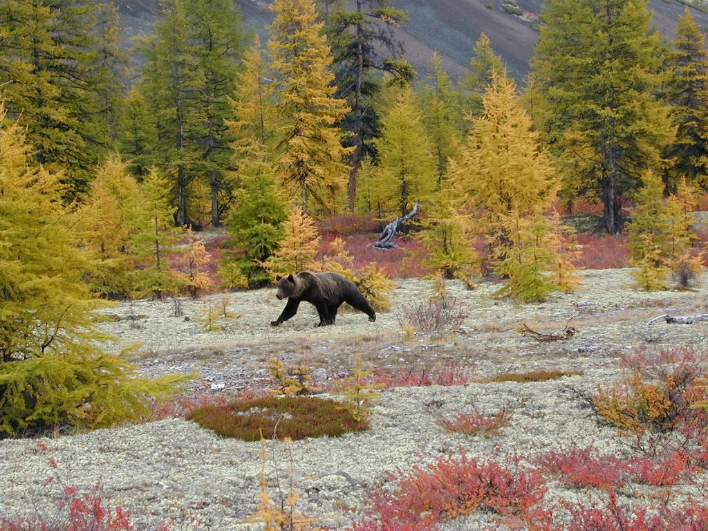 Сибирь как неизведанный край с его непокоренной и дикой природой Уникальные природные ландшафты Сибири