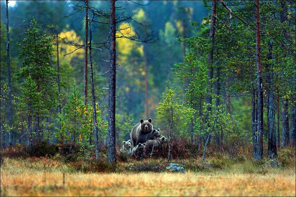 Сибирь как неизведанный край с его непокоренной и дикой природой Сибирь: непокоренная и дикая природа