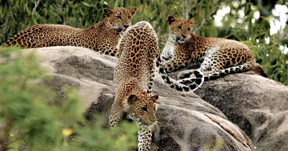 Особенности поведения животных в национальных парках