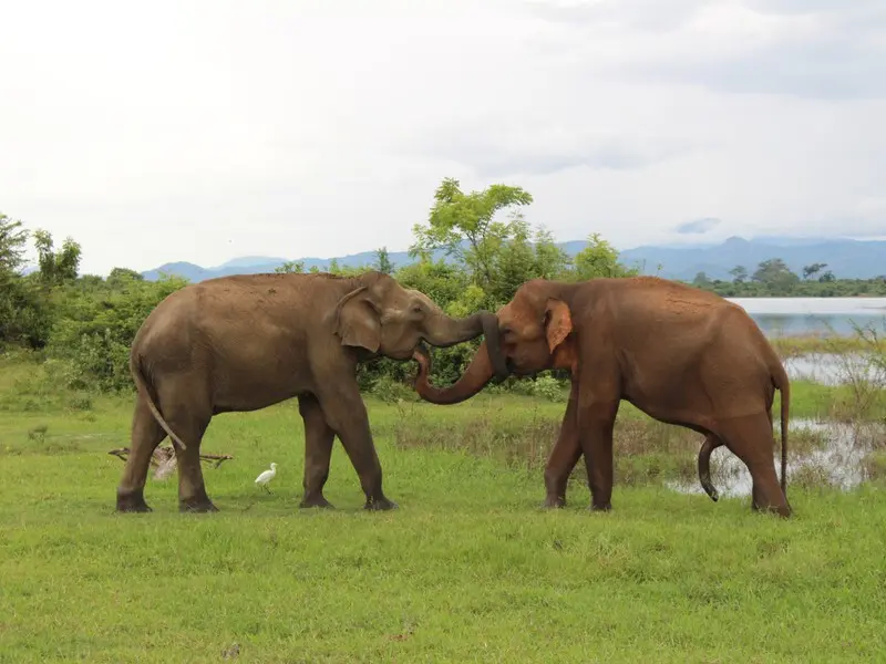 Советы по подготовке к сафари на Шри-Ланке